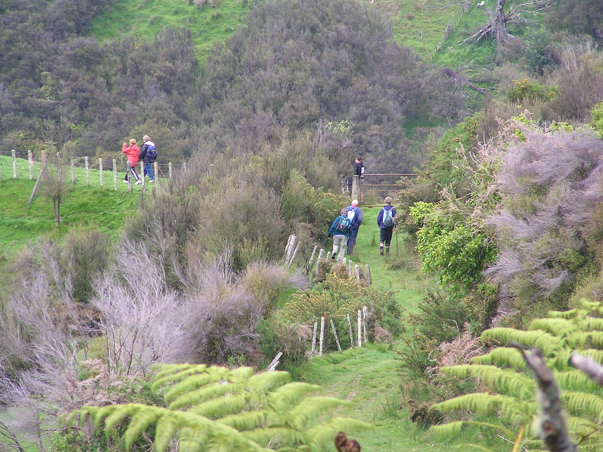 Branch Road Walkway – Pohangina